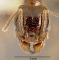 Pheidole laticornis inbiocri001282718 h 1 high.jpg