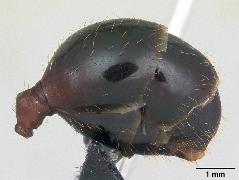 File:Aphaenogaster swammerdami casent0000523 profile 2.jpg