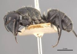 Camponotus perrisii casent0910471 p 1 high.jpg