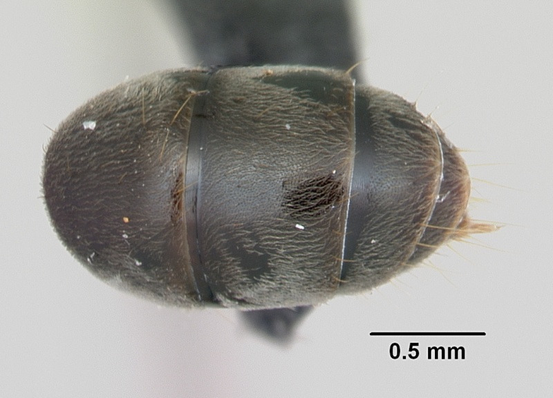 File:Pachycondyla sennaarensis casent0048589 dorsal 2.jpg