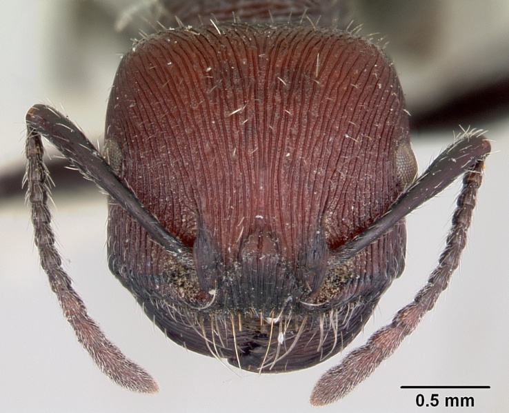 File:Pogonomyrmex vermiculatus chubutensis casent0103403 head 1.jpg