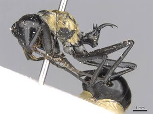 Polyrhachis horni casent0906807 p 1 high.jpg