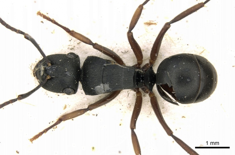 File:Polyrhachis inconspicua casent0249663 d 1 high.jpg