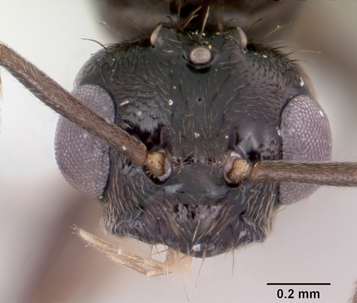 File:Prenolepis imparis casent0104863 head 1.jpg