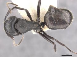 Camponotus chyrusurs apellis casent0910460 d 1 high.jpg