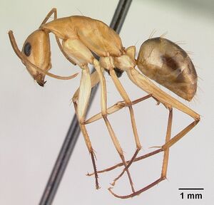 Camponotus maculatus casent0179509 profile 1.jpg