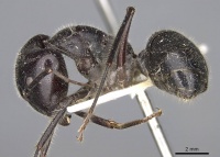 Camponotus molossus casent0906938 p 1 high.jpg