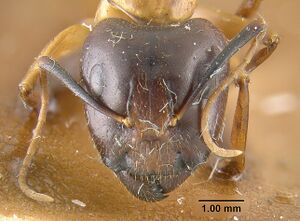 MCZ-ENT00021458 Camponotus vafer hef.jpg