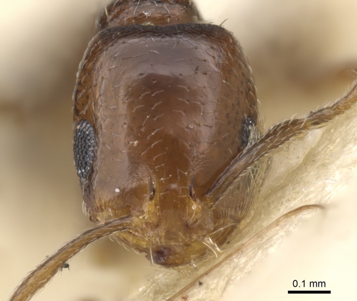 File:Monomorium macrops casent0902186 h 1 high.jpg