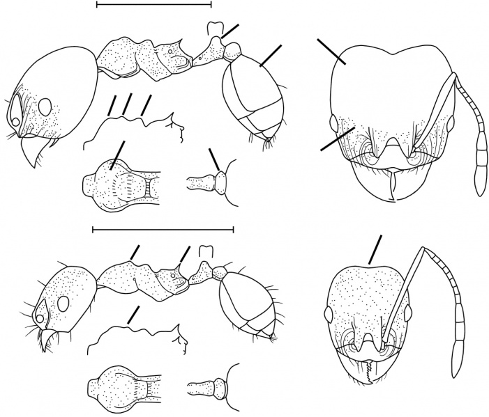 File:Pheidole bruesi Wilson 2003.jpg