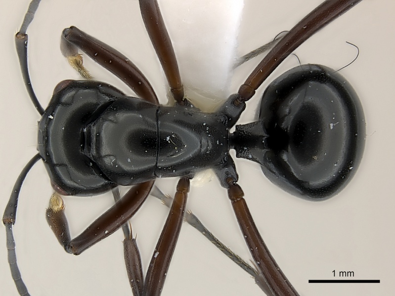 File:Polyrhachis delecta casent0217425 d 1 high.jpg