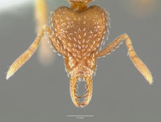 Strumigenys ravola casent0005629 head 1.jpg