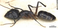 Camponotus knysnae casent0903516 p 1 high.jpg
