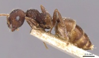 Crematogaster similis casent0908615 p 1 high.jpg