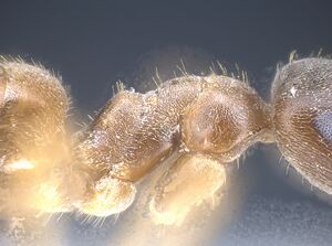 Lasius vostochni Holotype worker antweb1041456 p2.jpg