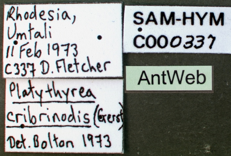 File:Platythyrea cribrinodis sam-hym-c000337a label 1.jpg