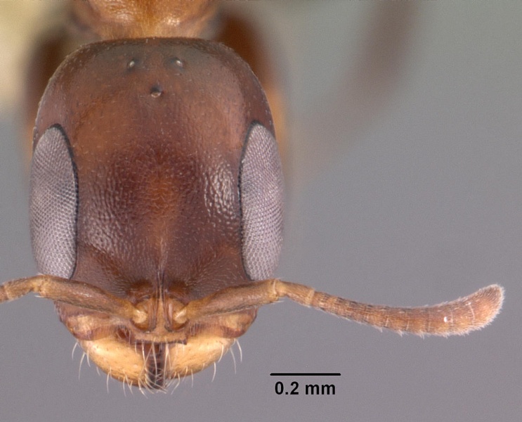 File:Pseudomyrmex ejectus casent0102683 head 1.jpg