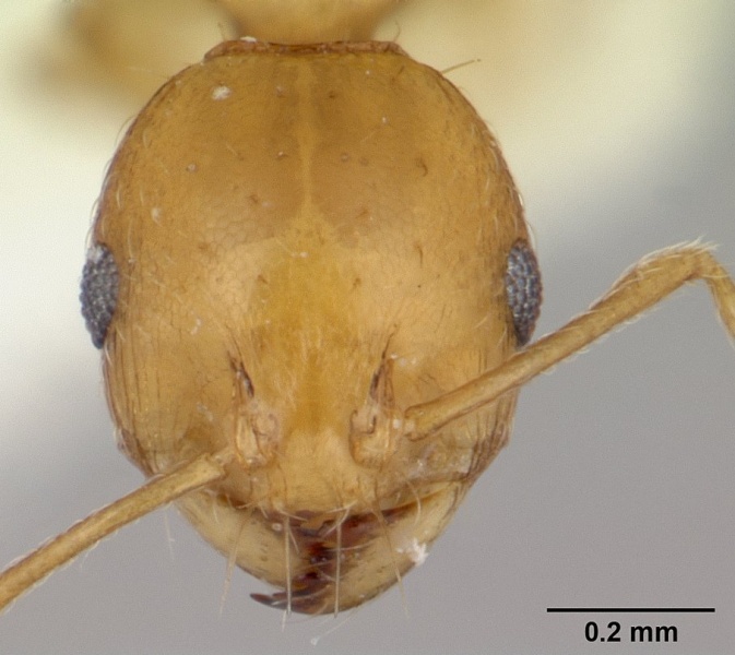 File:Recurvidris browni casent0178521 head 1.jpg