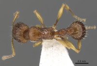 Tetramorium urbanii casent0901068 d 1 high.jpg