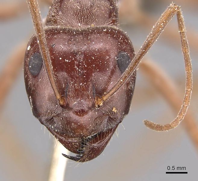 File:Anoplolepis custodiens detrita casent0905134 h 1 high.jpg