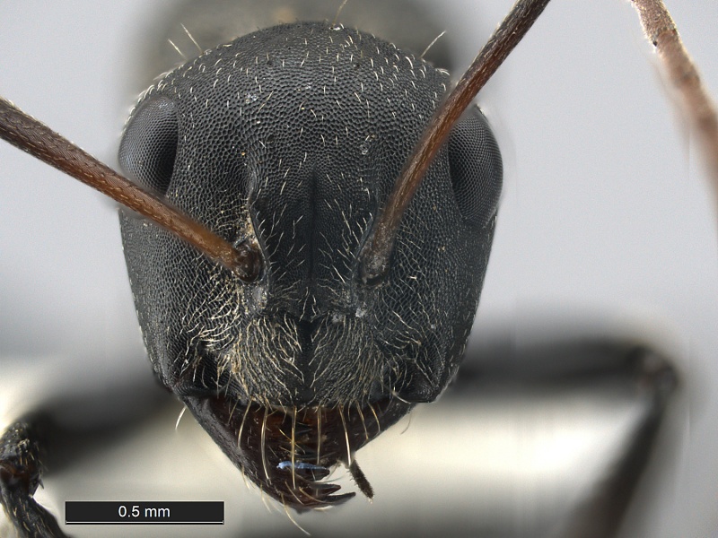 File:Camponotus-MOZ sp1 MCZ001H.jpg