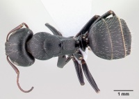 Camponotus aegaeus casent0179874 d 1 high.jpg