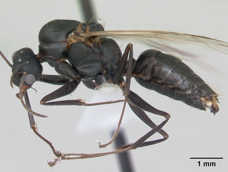File:Camponotus punctulatus casent0173439 profile 1.jpg