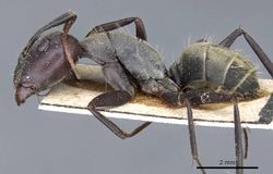 Camponotus rufoglaucus casent0905351 p 1 high.jpg