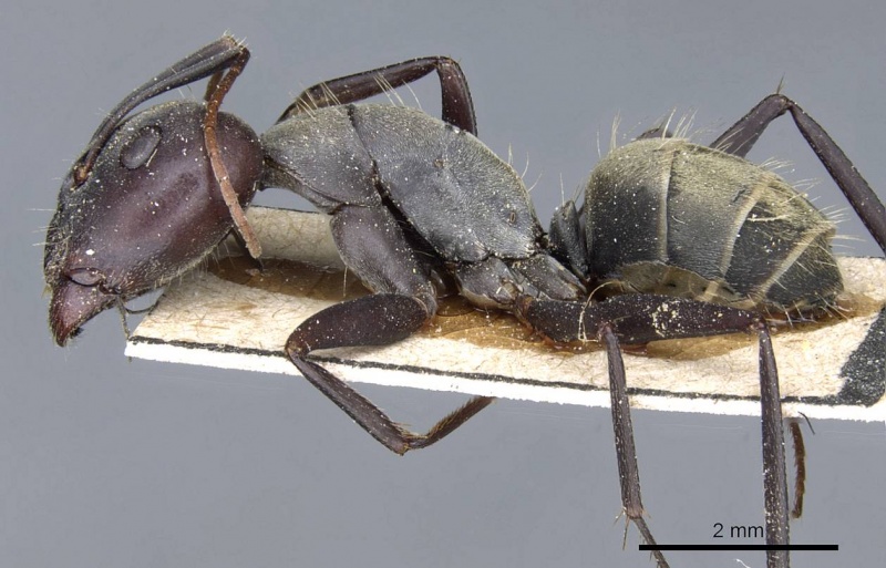 File:Camponotus rufoglaucus casent0905351 p 1 high.jpg