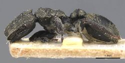 Cephalotes emeryi casent0909275 p 1 high.jpg