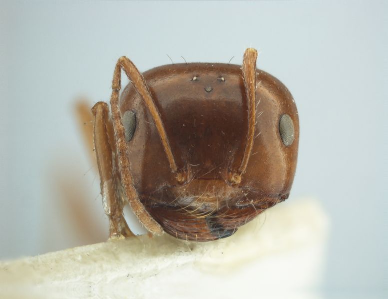 File:Melophorus turneri syntype (aesopus) MCZC 00023031 head 40.jpg