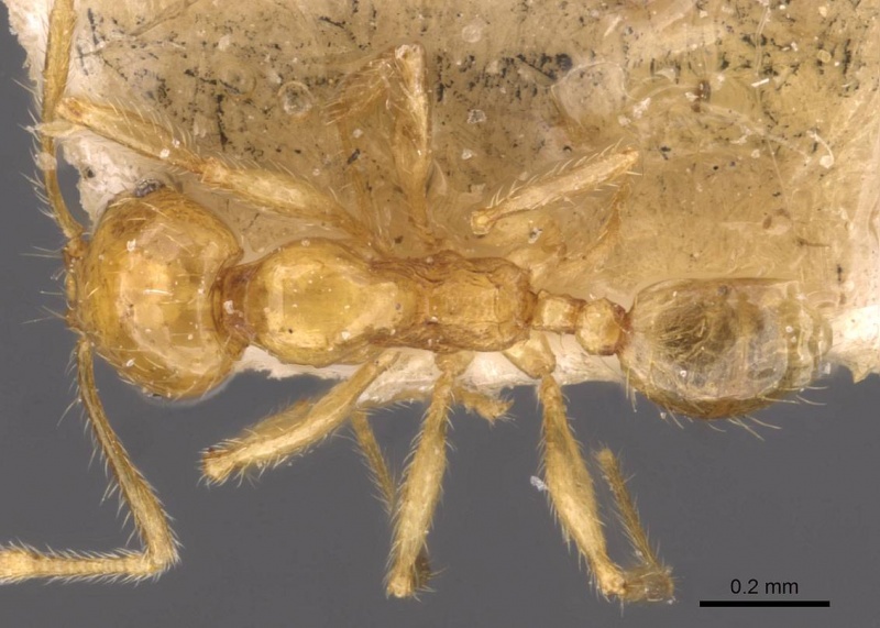 File:Pheidole butteli casent0907865 d 1 high.jpg