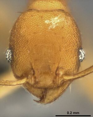 Pheidole laminata casent0282925 h 1 high.jpg