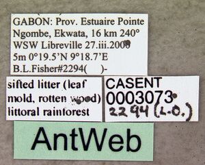 Plectroctena anops casent0003073 label 1.jpg