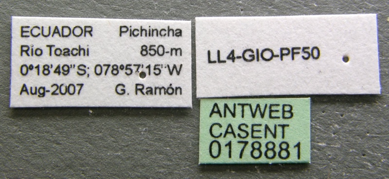 File:Tatuidris tatusia casent0178881 label 1.jpg