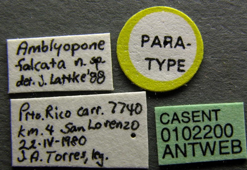 File:Amblyopone falcata casent0102200 label 1.jpg