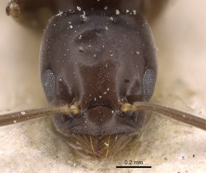 File:Bothriomyrmex corsicus casent0905122 h 1 high.jpg