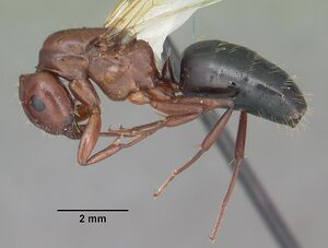 Camponotus discolor casent0103669 profile 1.jpg