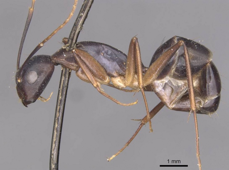 File:Camponotus pulvinatus casent0910073 p 1 high.jpg