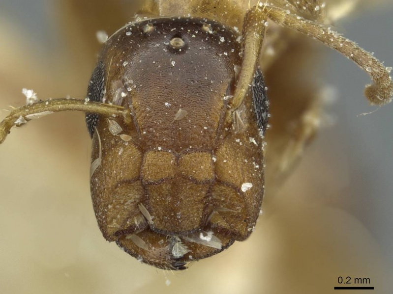 File:Camponotus pylorus casent0911630 h 1 high.jpg