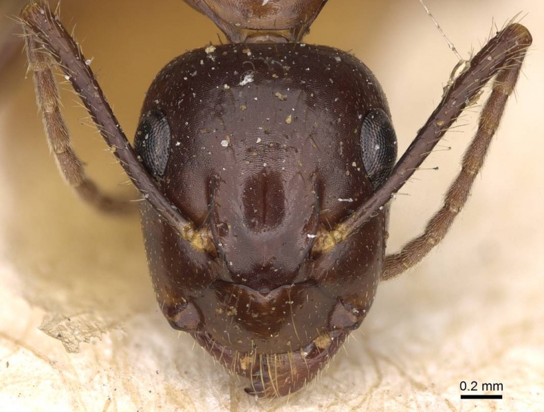 File:Camponotus rufifemur casent0906961 h 1 high.jpg