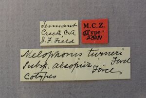 Melophorus turneri syntype (aesopus) MCZC 00023031 labels.JPG