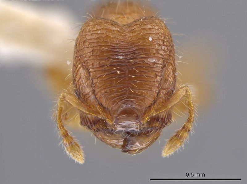 File:Pheidole dorsata casent0636782 h 1 high.jpg