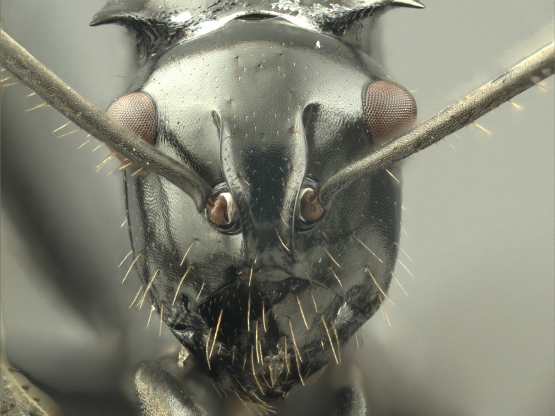 File:Polyrhachis-aculeata-HUMCZ001H.jpg