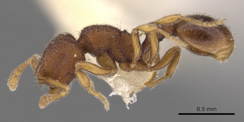 File:Rostromyrmex pasohensis casent0900982 p 1 high.jpg