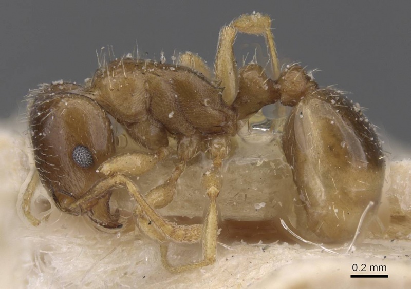 File:Tetramorium aegeum casent0913984 p 1 high.jpg