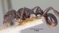 Tetramorium latreillei casent0101291 profile 1.jpg