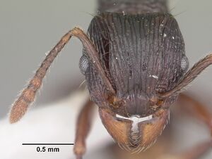 Tetramorium steinheili casent0102393 head 1.jpg