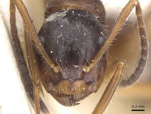 Camponotus nipponensis casent0911665 h 1 high.jpg