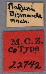 Nylanderia bismarckensis syntype MCZC labels-Antwiki.jpg